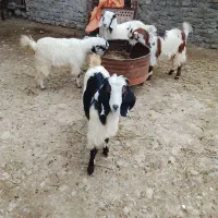 ۴تا بزغاله دانه ۴۵۰۰|حیوانات مزرعه|قرق, |دیوار