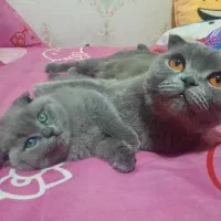 واگذاری گربه اسکاتیش|گربه|کرمان, |دیوار