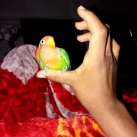 طوطی برزیلی|پرنده|بندر ماهشهر, |دیوار