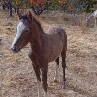 کره اسب نژاد عربی دم بالا