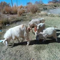 فروش کهره|حیوانات مزرعه|کرمان, |دیوار