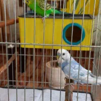 مرغ عشق مولد|پرنده|بجنورد, |دیوار