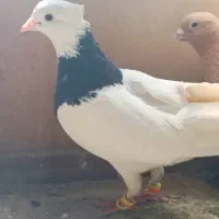 ۶ پرنده جهت نوبازی و دور بوم،فروشی