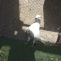 نقش|پرنده|زارچ, |دیوار