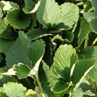 نهال توت فرنگی کاماروس و سابرینا پربار