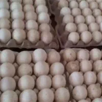 تخم بوقلمون نطفه دار