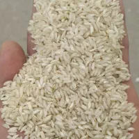 فروش برنج عنبر بو درجه ۱