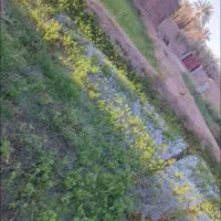 یک قطعه زمین با کاربری باغ با دستور پروانه