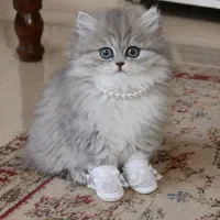 بچه گربه های اشرافی