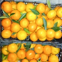 نارنگی پیج|خوردنی و آشامیدنی|بابل, |دیوار