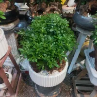 گل بونسای میخک هندی|گل و گیاه طبیعی|مشهد, حضرت حجت|دیوار