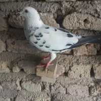 گلی|پرنده|شیراز, محراب|دیوار