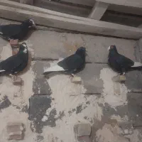 نر سوراخ .پلنگ|پرنده|کرمان, |دیوار