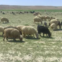 ۲۰راس میش بره دار جوان