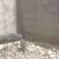 مرغ شاخ دار