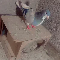 کفتر