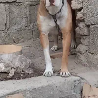 پیت بول ماده