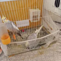 عروس هلندی|پرنده|مشهد, کوشش|دیوار