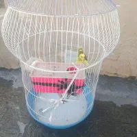 مرغ عشق|پرنده|گچی, |دیوار