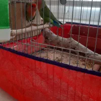 طوطی برزیلی|پرنده|همدان, |دیوار