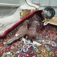 کفتر کبوتر سرخ|پرنده|قم, سید معصوم|دیوار
