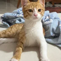 گربه ۴ ماهه