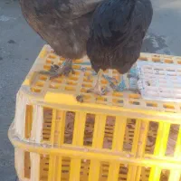 مرغ محلی تخم گزار