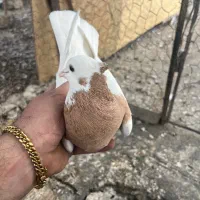 دوکت سرخ نر طوقی ماده|پرنده|قزوین, |دیوار