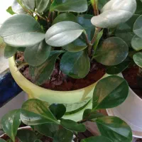 گل آپارتمانی