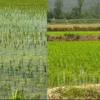 نمایندگی رسمی انواع کودهای ارگانیک ...