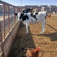 گوساله|حیوانات مزرعه|تربت جام, میان جام|دیوار