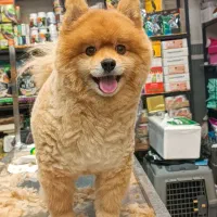 مربی سگ خانگی و کوچک۱۰۰٪ تضمینی / آموزش سگ|خدمات آموزشی|اهواز, کیانپارس |دیوار