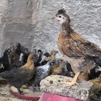 جوجه محلی و گلپایگانی