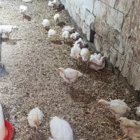 جوجه گوشتی 25روزه راس