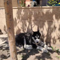 سگ هاسکی مانده