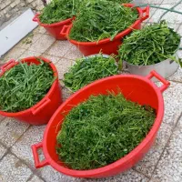 انواع سبزی خورشتی|خوردنی و آشامیدنی|اهواز, سیاحی(سه راه خرمشهر)|دیوار