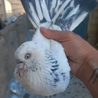 کبوتر پتی واله و کله زرد شازده سرور