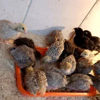 بلدرچین تخم گزار.جوجه بلدرچین ۲۵ روزه تا ۳۵|حیوانات مزرعه|رشت, جانبازان|دیوار