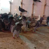 دسته سبز.کوهی عجل زیر سیمی|پرنده|شیراز, مهدی‌آباد|دیوار