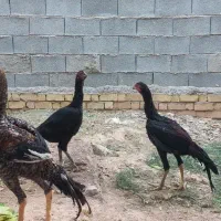 مرغ وخروس لاری اصل|حیوانات مزرعه|شیراز, جمال آباد|دیوار