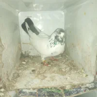 کفتر پرشی|پرنده|شاهین‌شهر, حاجی آباد|دیوار