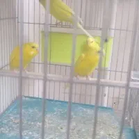 سلام ۴تا مرغ عشق هلندی زرد