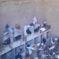 سلام   ۱۰۰ کفتر حراج  جدا کنی دونی ۲۵۰ مفت
