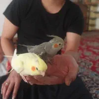 جوجه عروس هلندی رام دستی