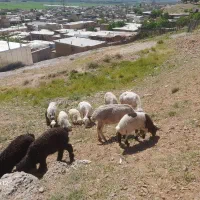 میش وبره دوعد میش ترکی با بره ۵ عدد میش بومی  بره
