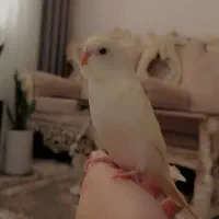 ۳عدد مرغ عشق ۱ونیم ماهه|پرنده|مریوان, |دیوار