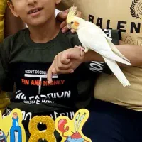 عروس هلندی گمشده ماده در شهریار ۴تیرماه