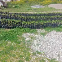 نهال کیوی  درجه1