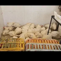 مرغ فروشی برکت