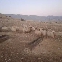 دوازده عدد گوسفند|حیوانات مزرعه|آبدانان, |دیوار